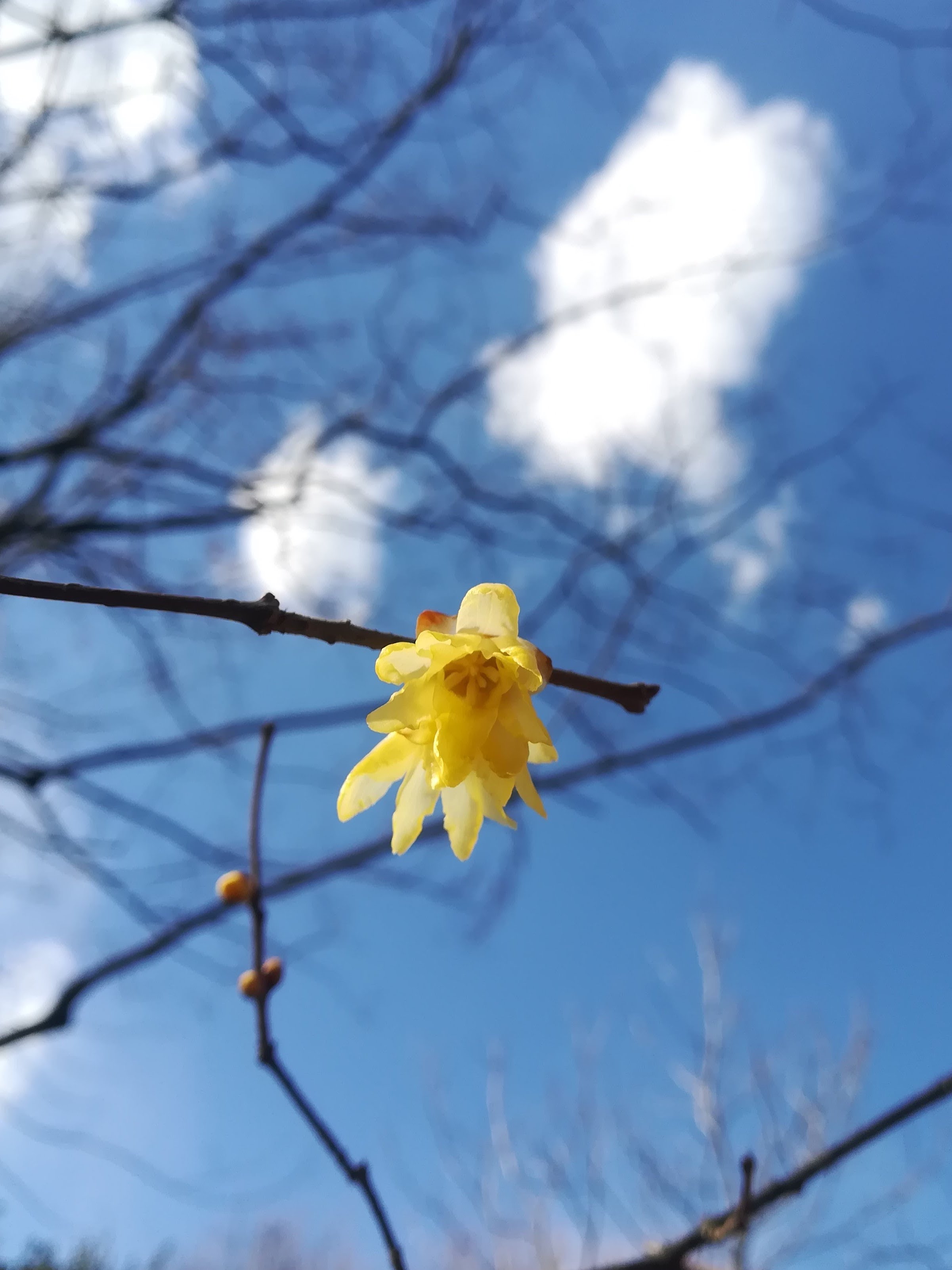 ソシンロウバイ/Chimonanthus praecox