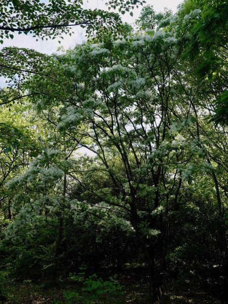 ヒトツバタゴ/Chionanthus retusus