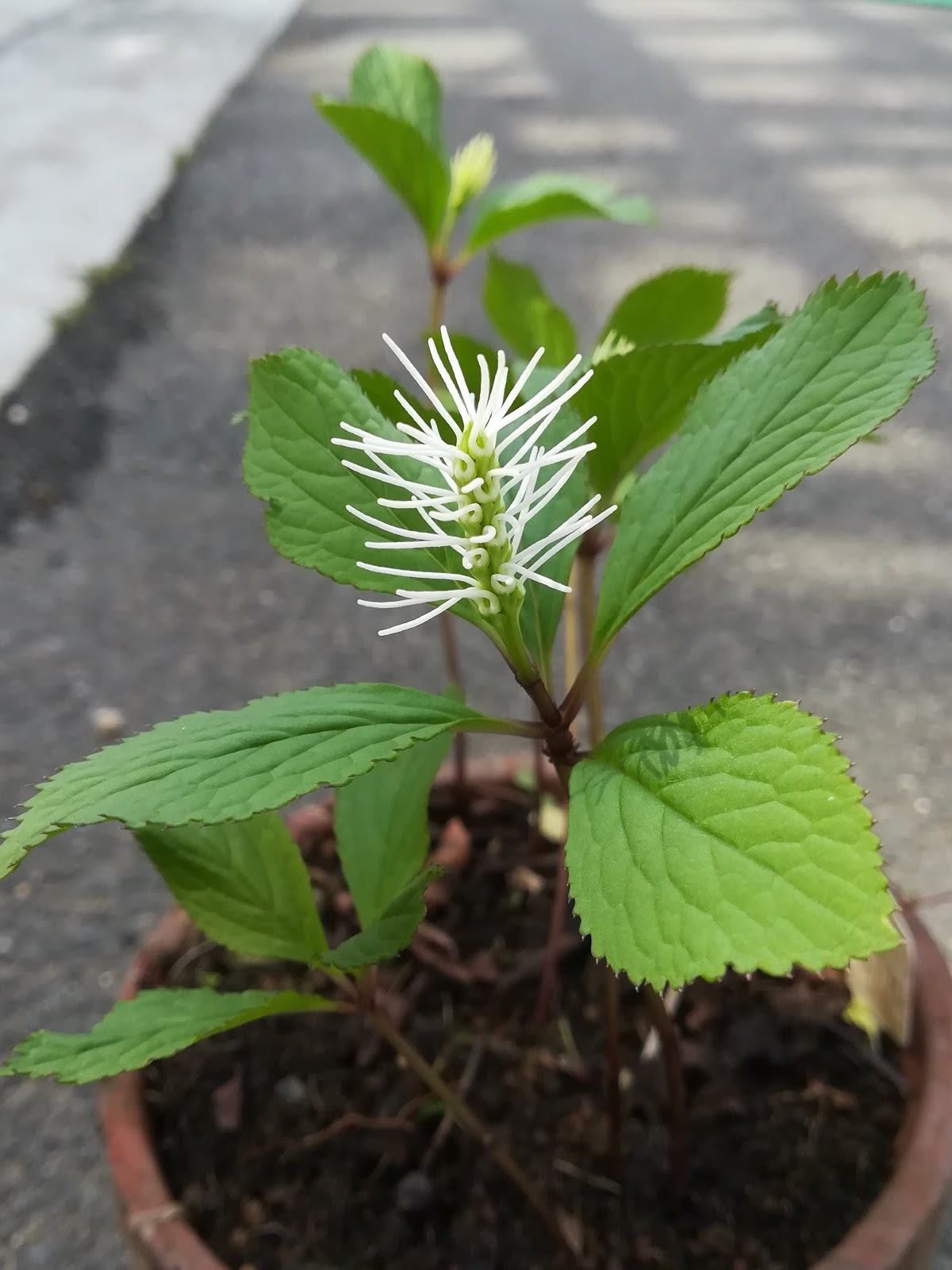 キビヒトリシズカ/Chloranthus fortunei