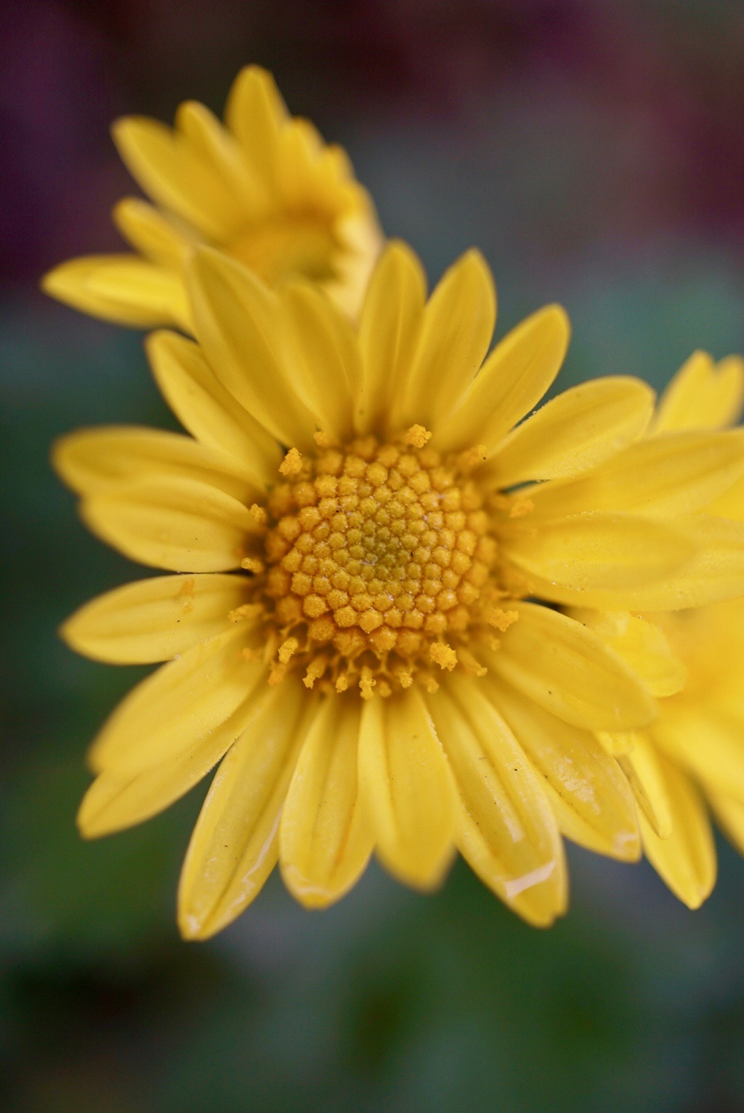 シマカンギク/Chrysanthemum indicum