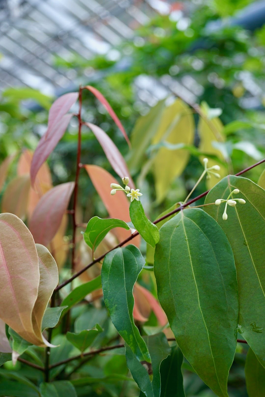 ジャワニッケイ/Cinnamomum burmannii