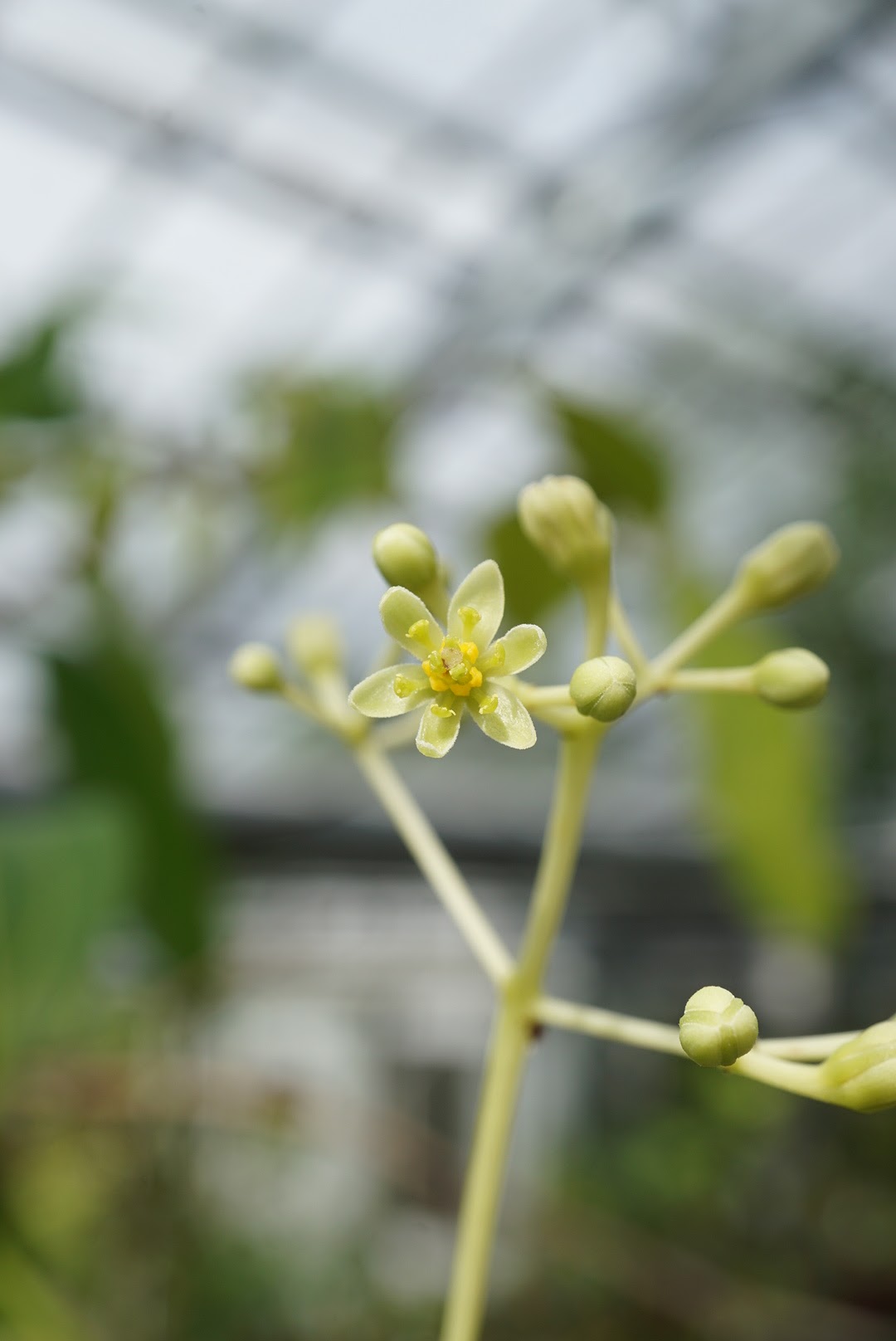 セイロンニッケイ/Cinnamomum verum