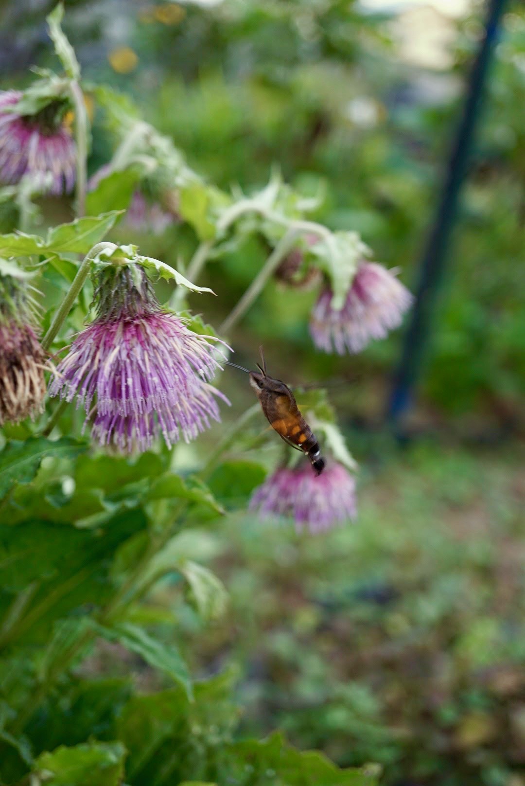 サワアザミ/Cirsium yezoense