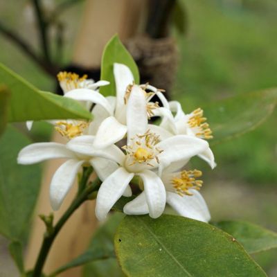 ダイダイ花/Citrus auranticum flowerts