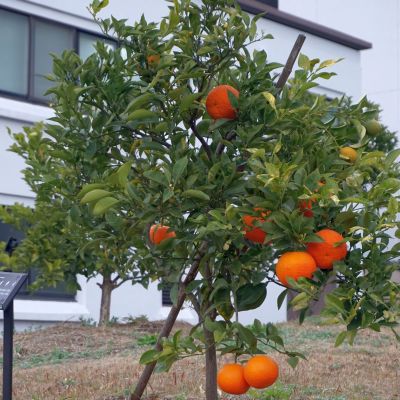 ダイダイ果実/CItrus aurantium