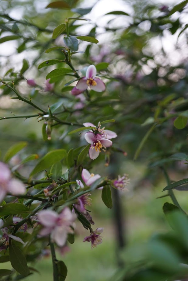 フィンガーライム花/Citrus australasica flowers
