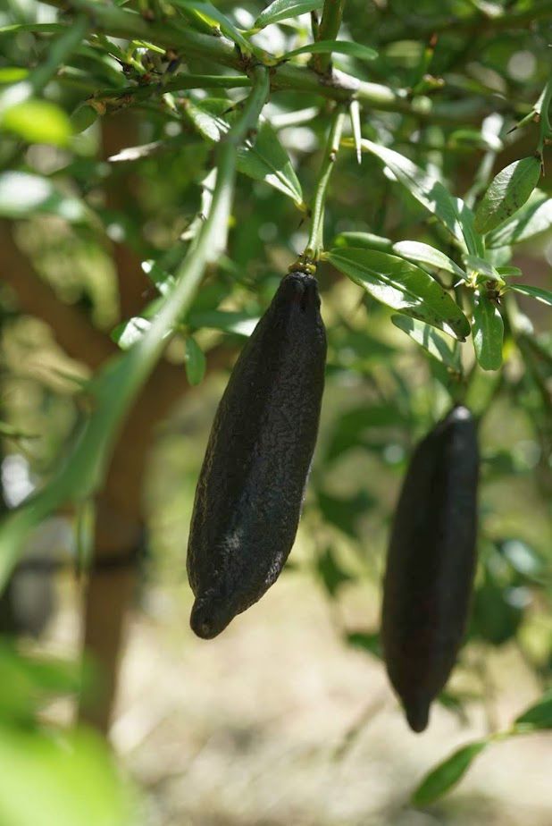 フィンガーライム/Citrus australasica