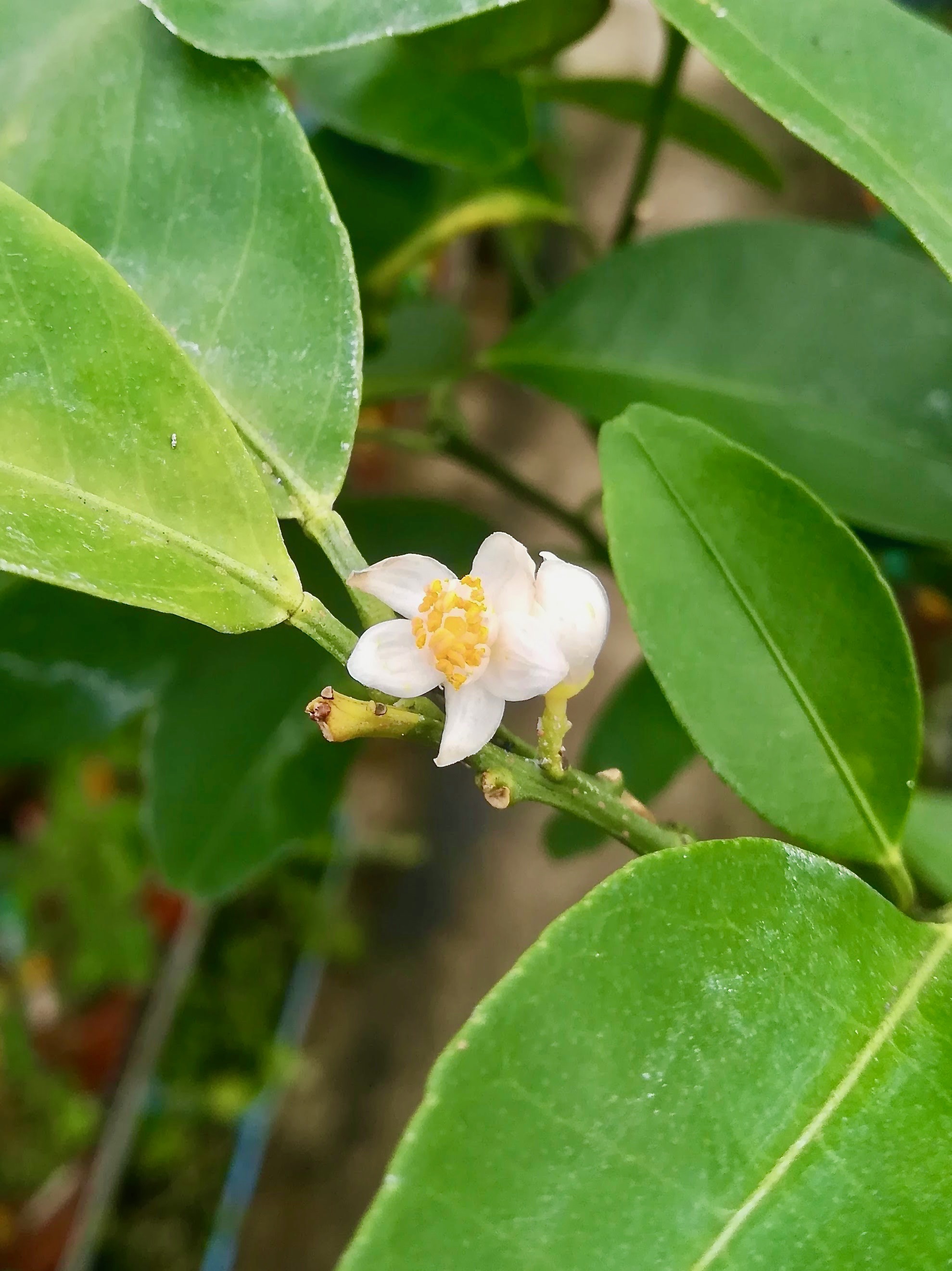 シークヮーサー/Citrus depressa