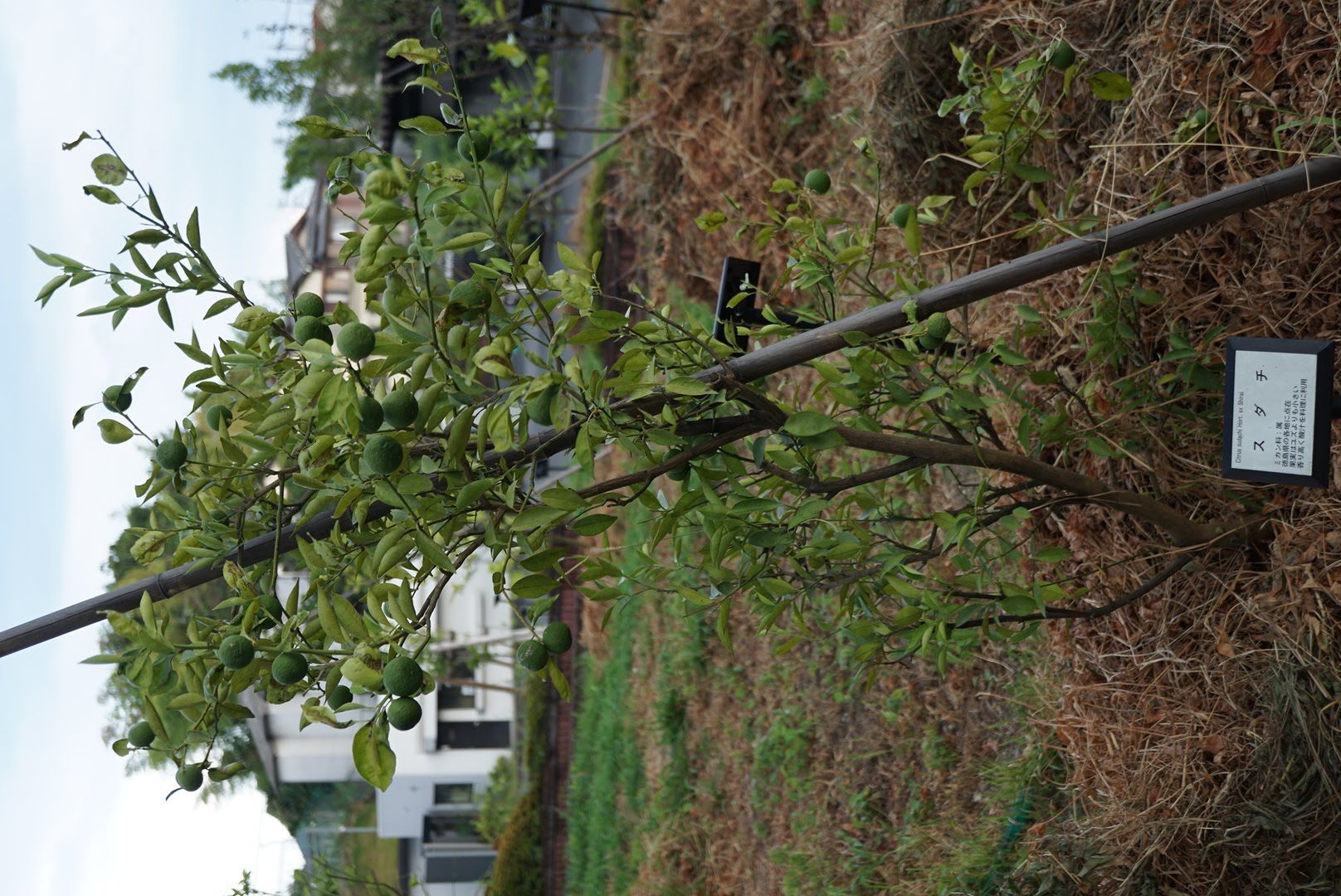 スダチ/Citrus sudachi