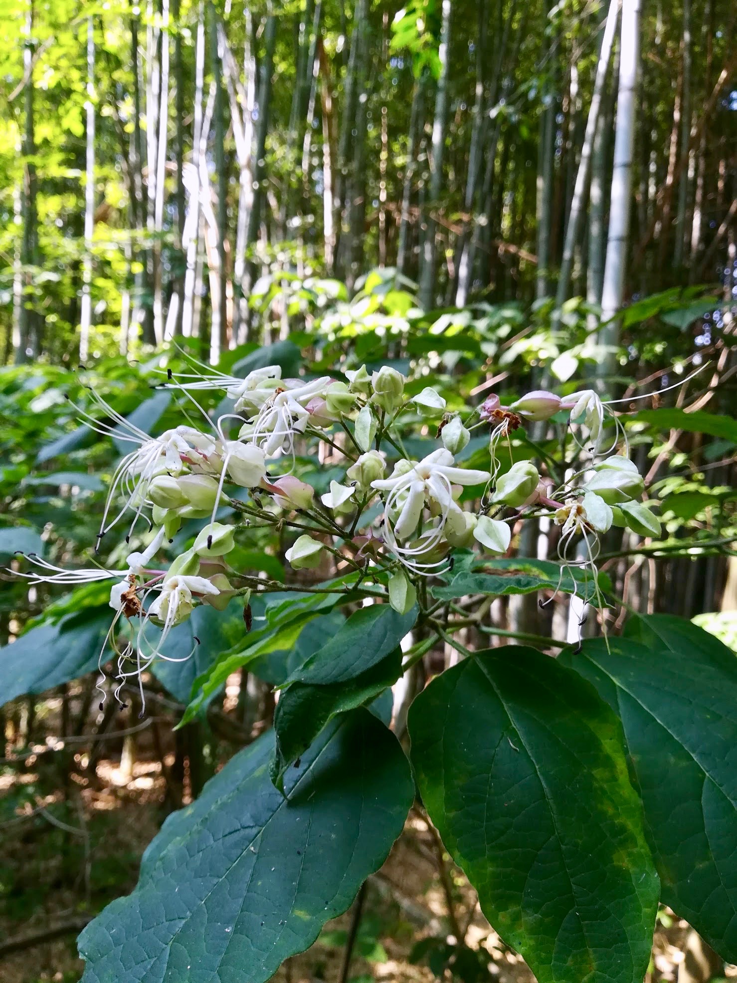 クサギ/Clerodendrum trichotomum