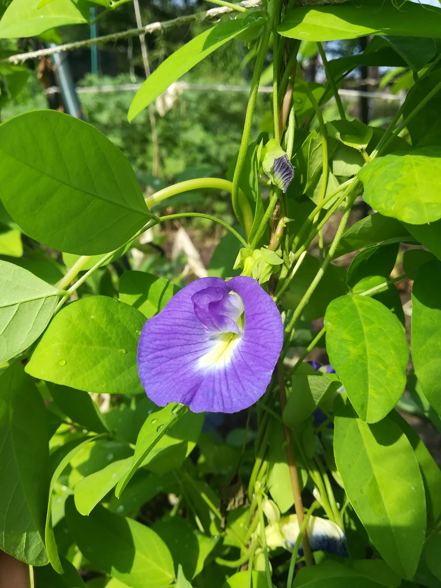 チョウマメ/Clitoria ternatea