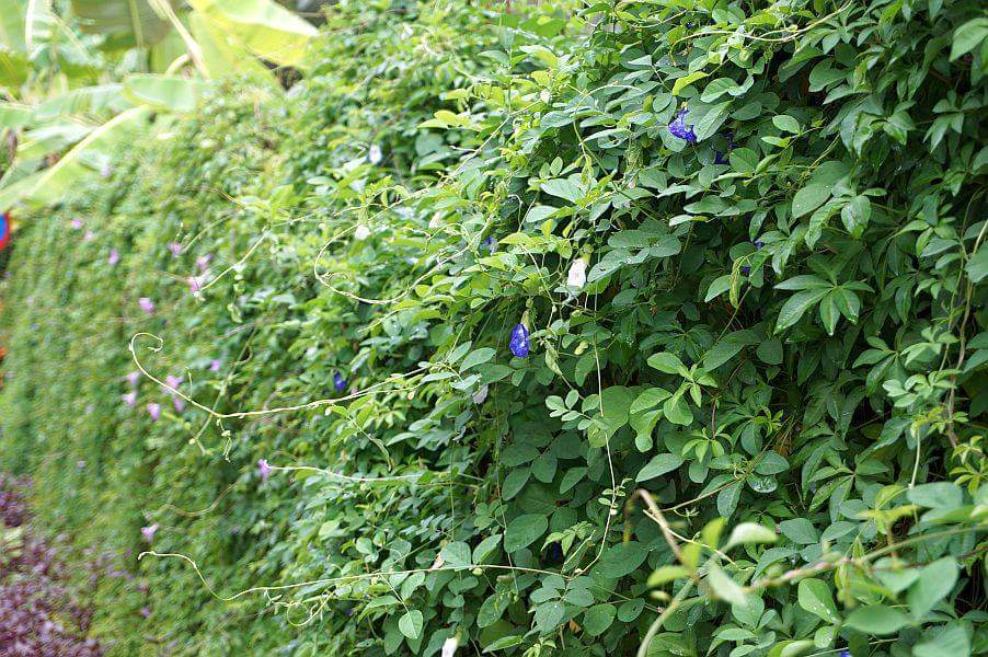 バタフライピー生垣/Butterfly pea hedge