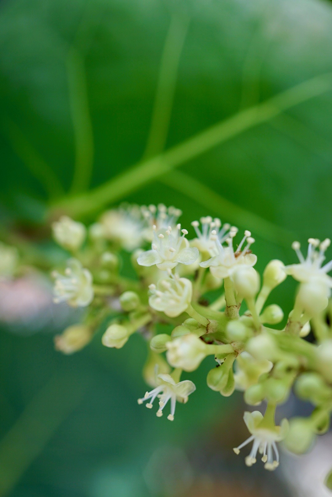 ハマベブドウ/Coccoloba uvifera