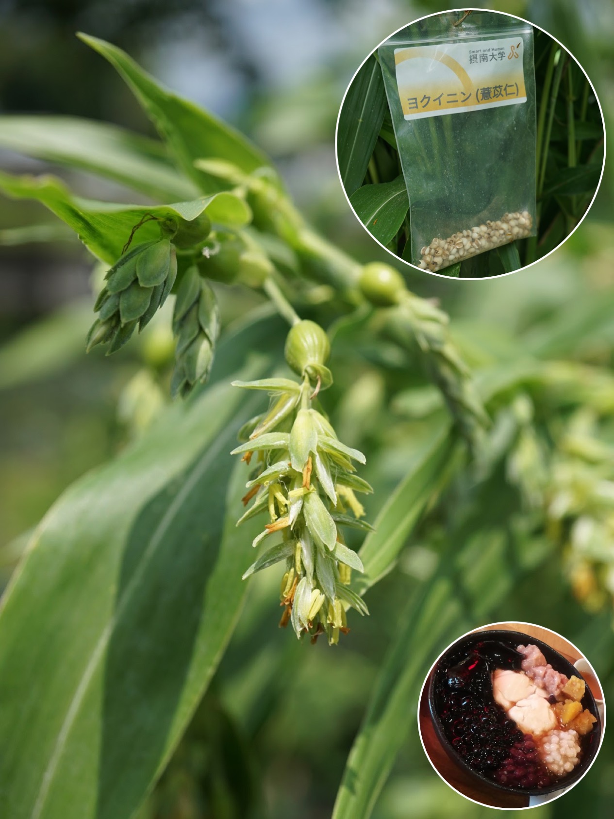 ハトムギ/Coix lacryma-jobi var. mayuen