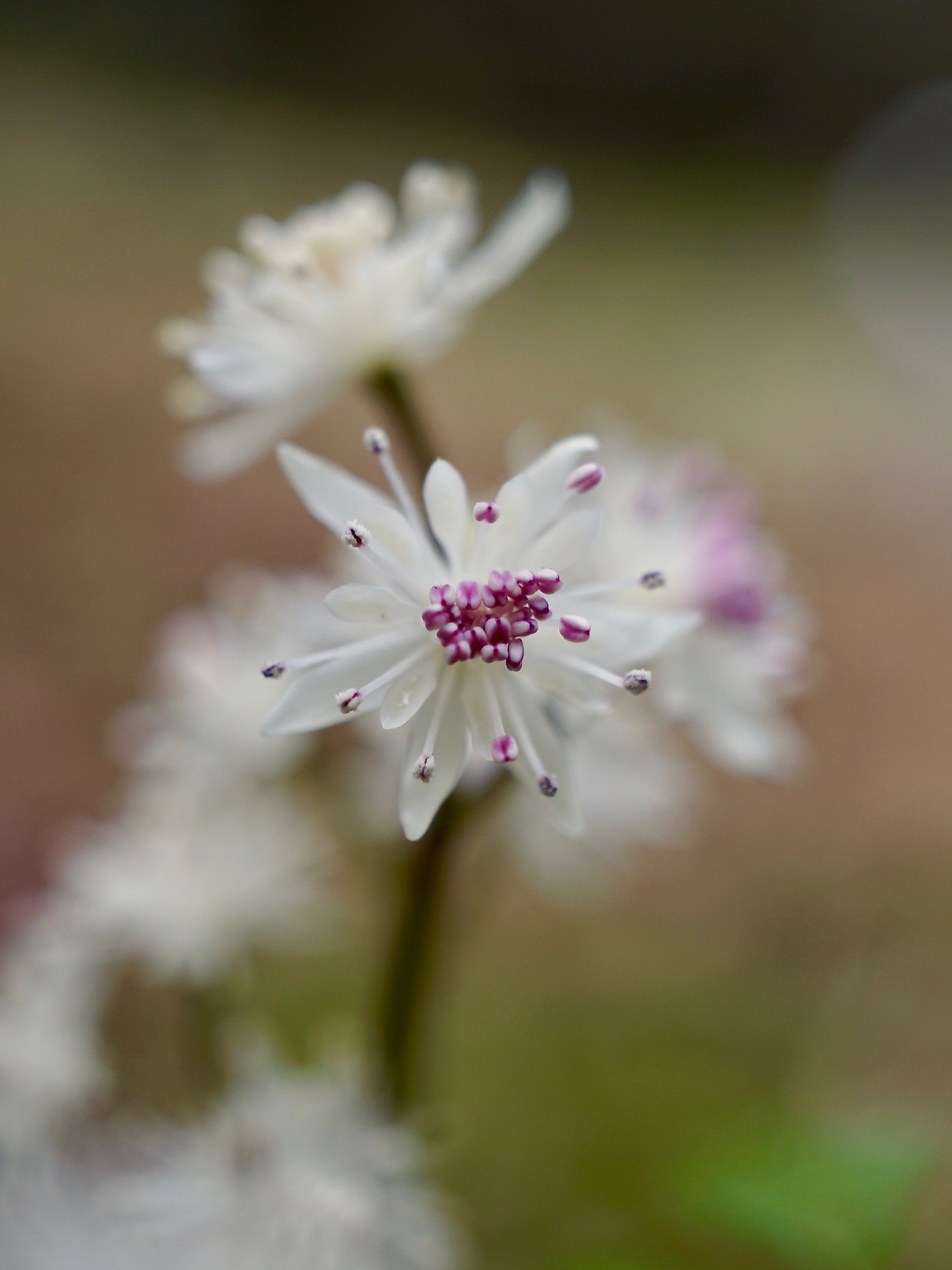 セリバオウレン/Coptis japonica var. major