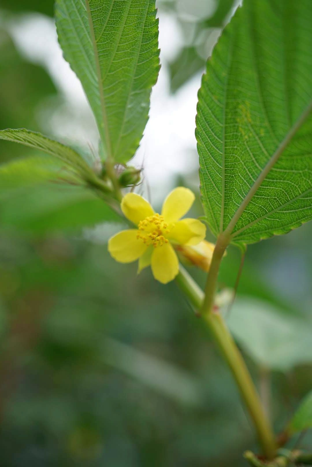 シマツナソ/Corchorus olitorius