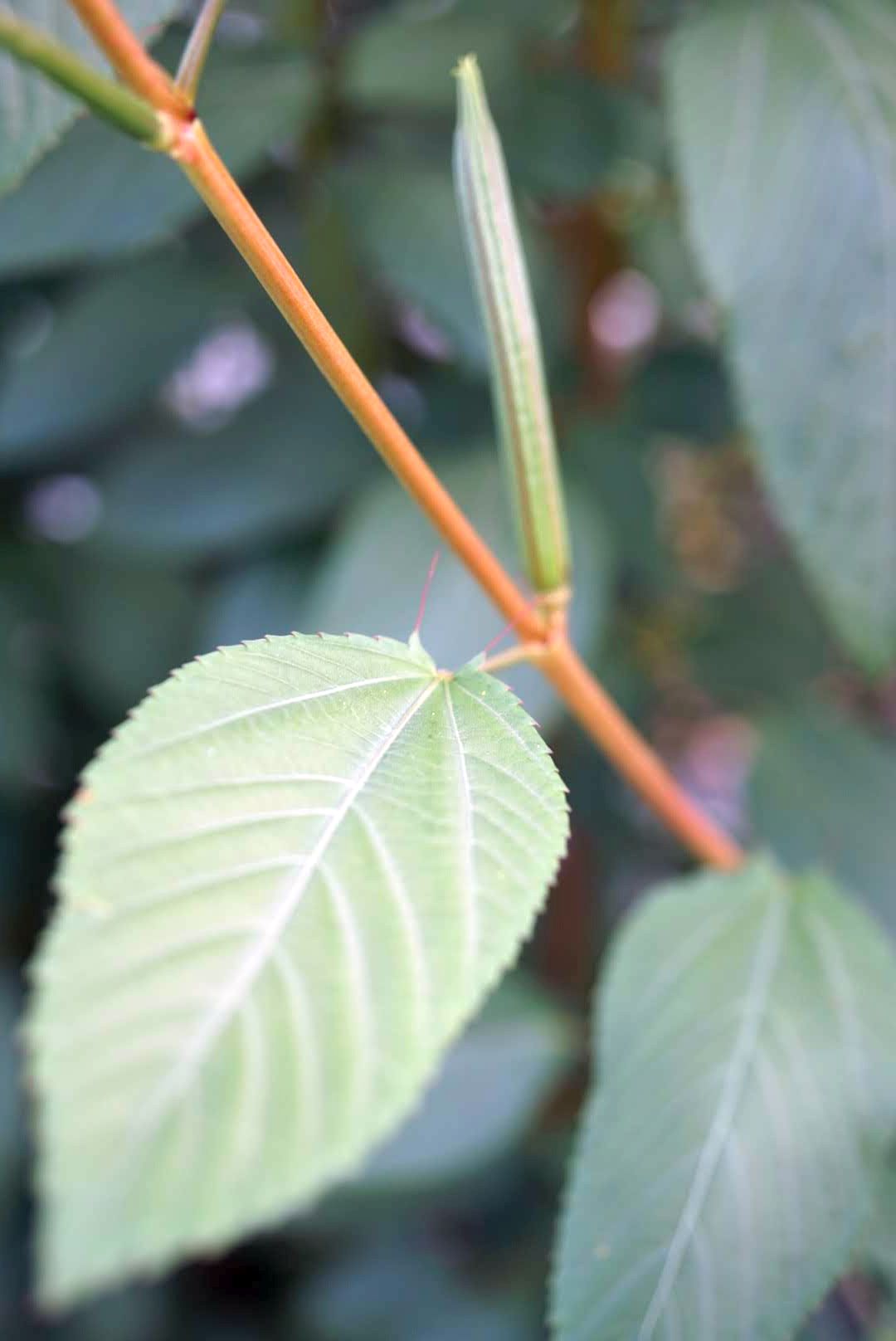 シマツナソ（モロヘイヤ）/Corchorus olitorius