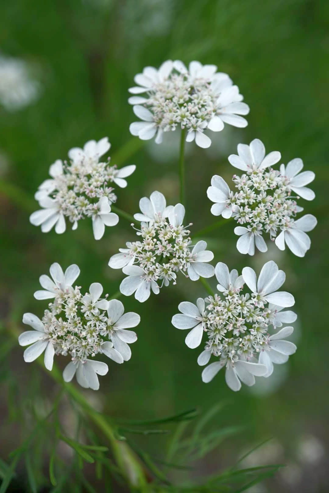 コリアンダー/coriander