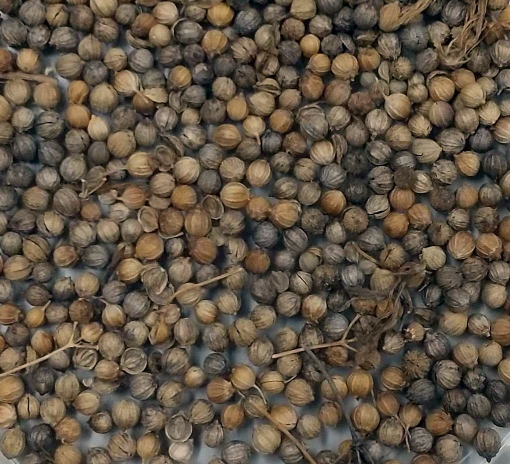 コリアンダー/coriander
