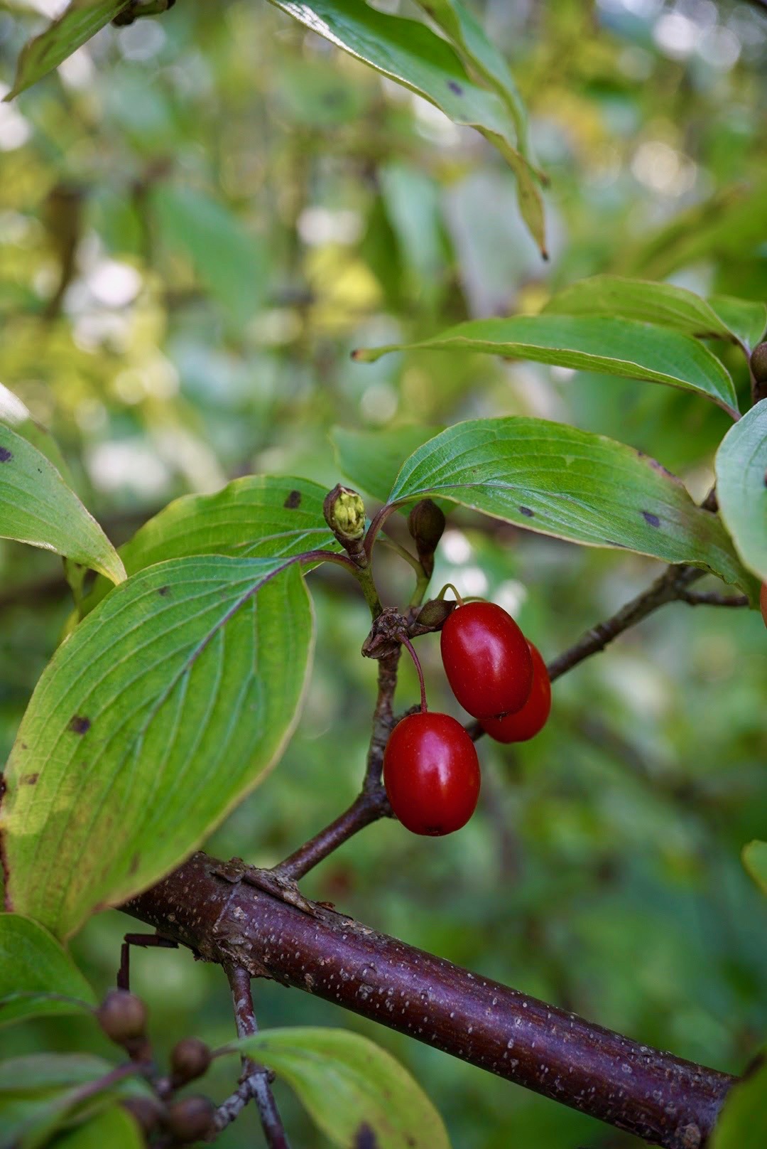 サンシュユ/Cornus officinalis