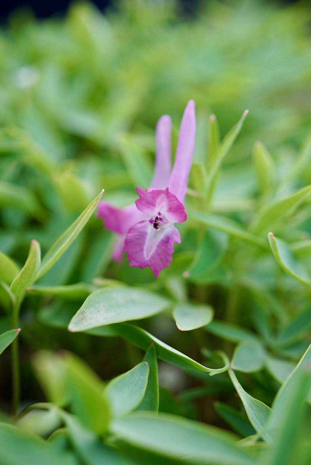 エンゴサク/Corydalis yanhusuo