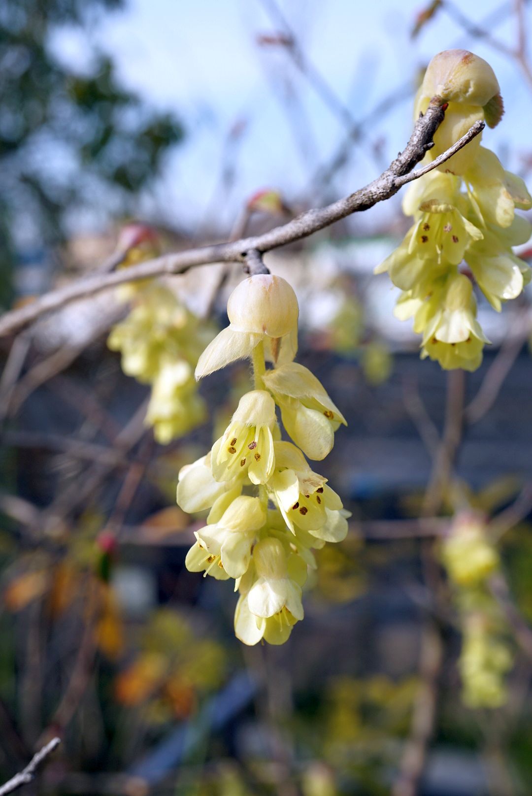 ヒゴミズキ/Corylopsis gotoana var. pubescens