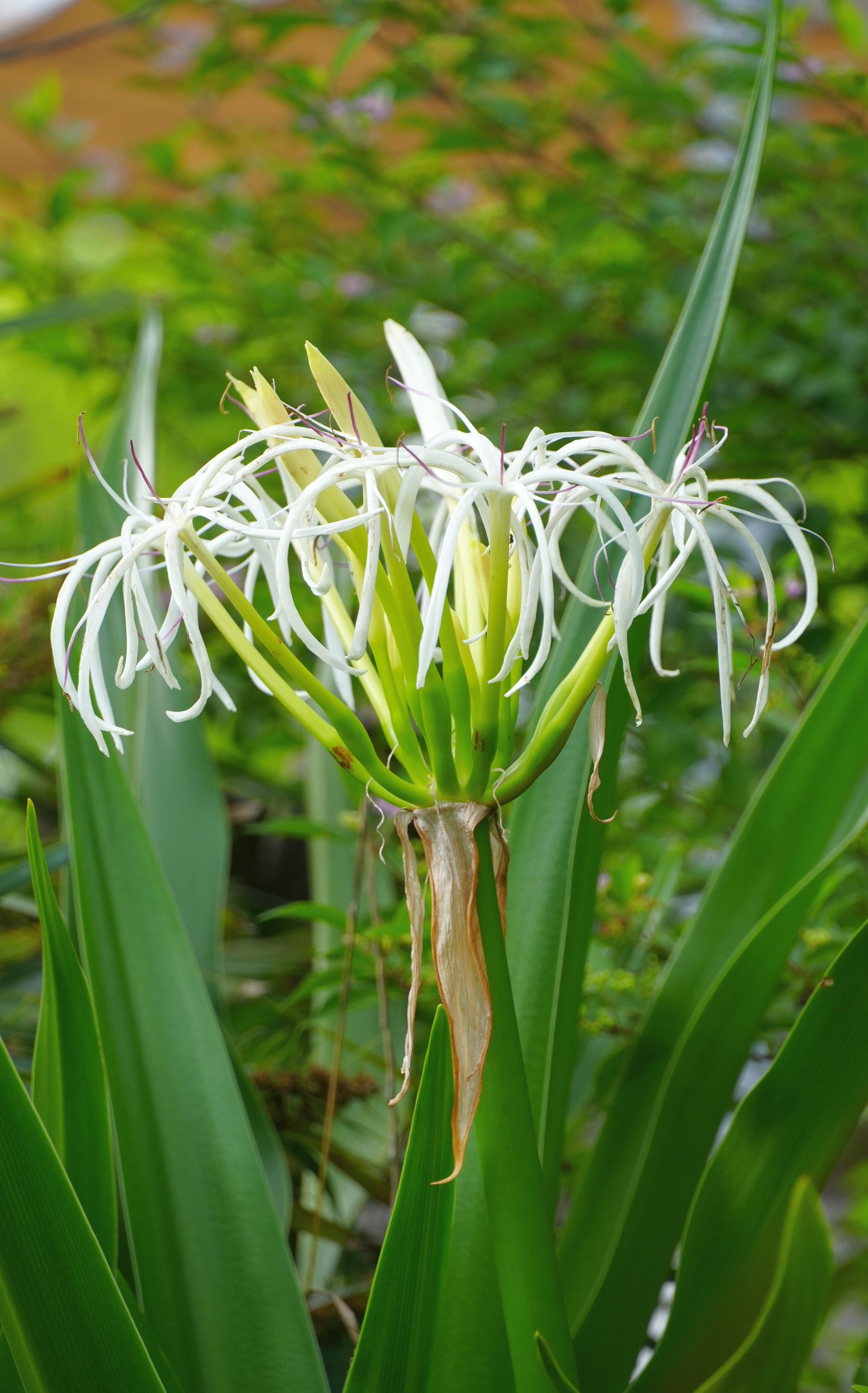 ハマユウ/Crinum asiaticum