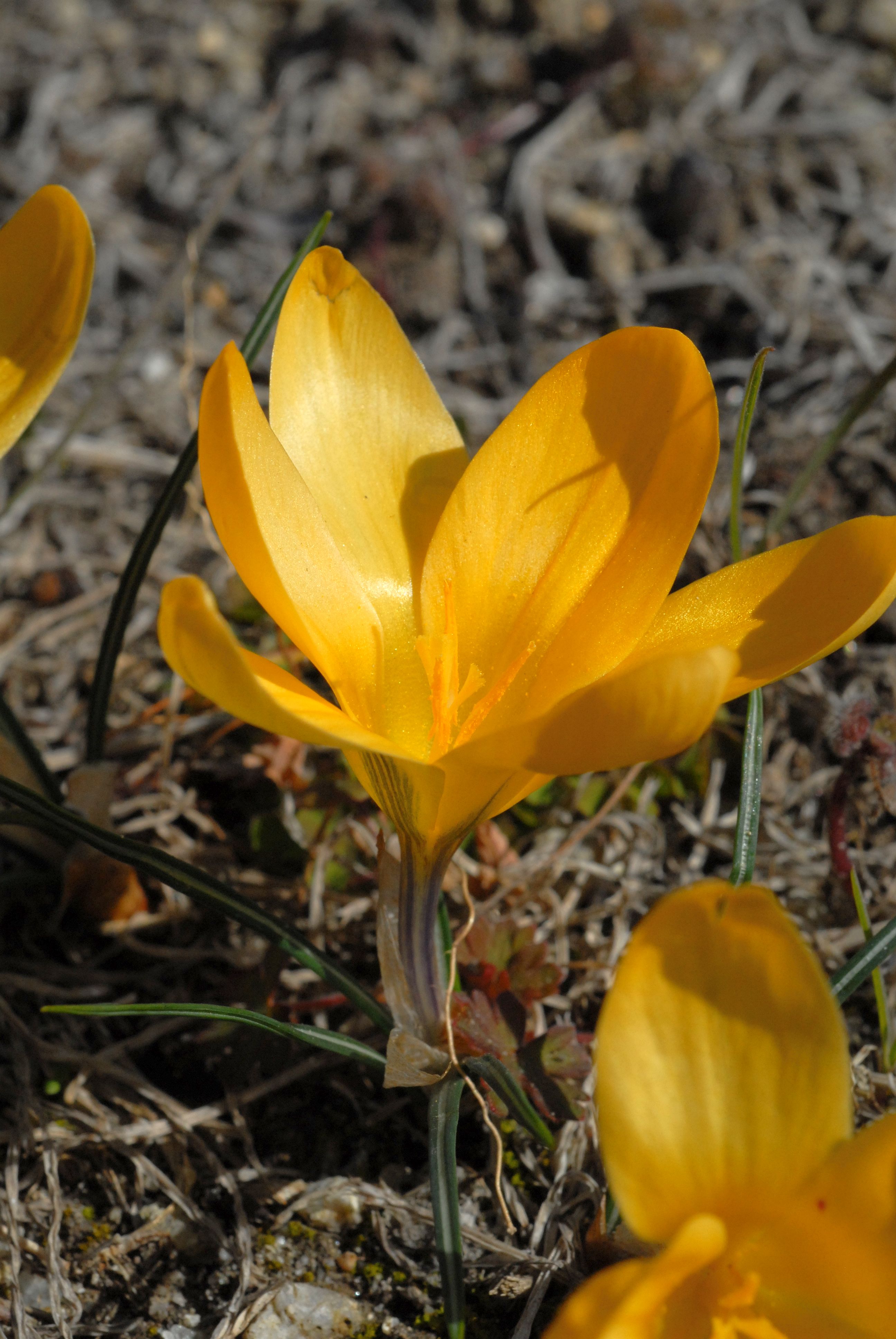 ゴールデンクロッカスCrocus chrysanthus