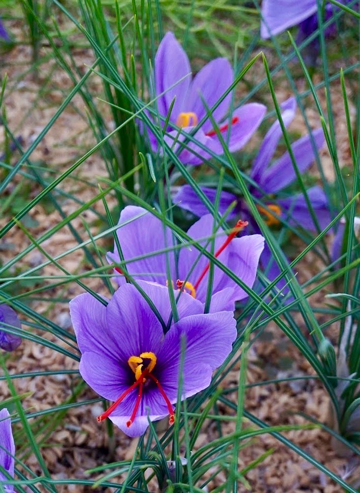 サフラン/Crocus sativus