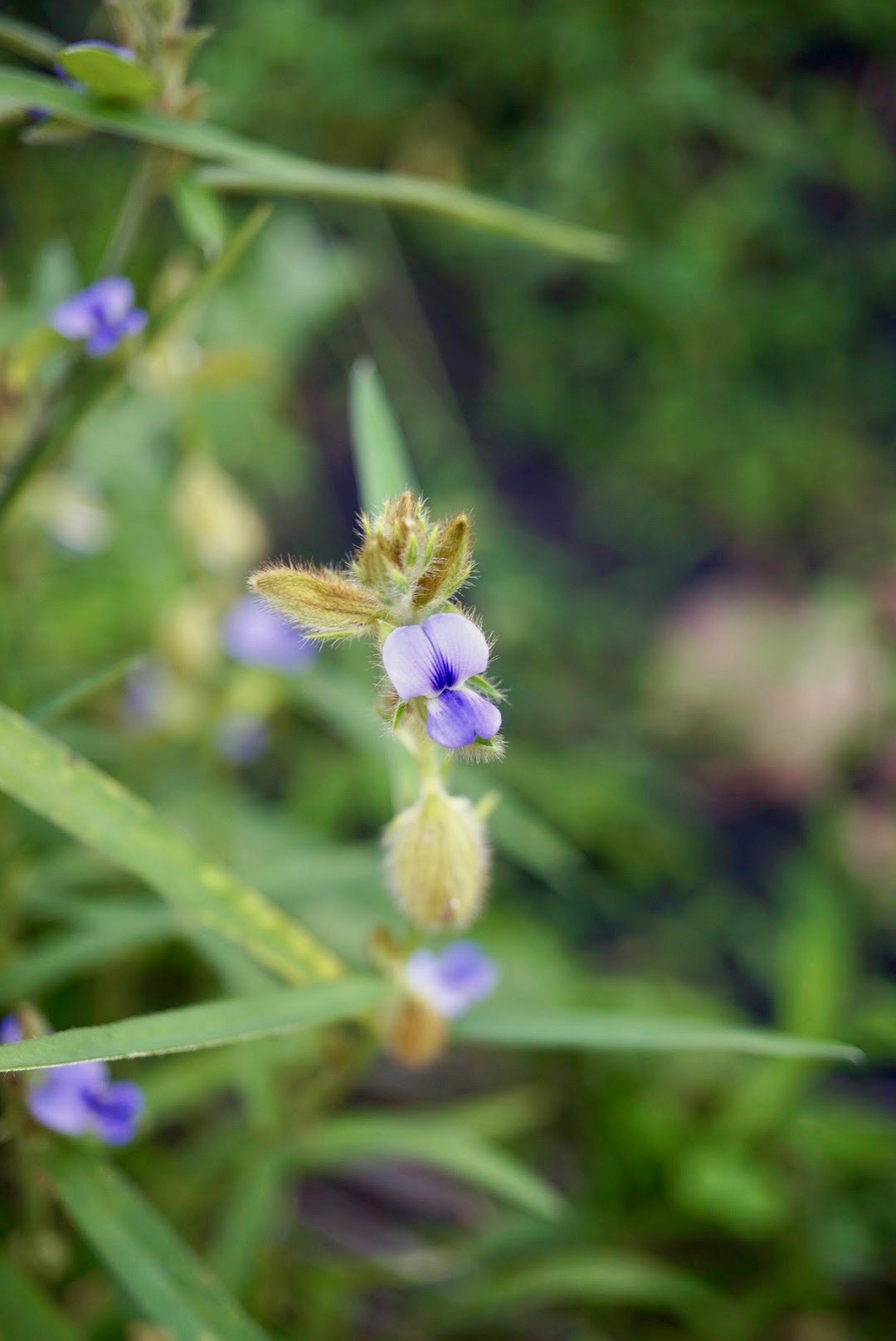 タヌキマメ/Crotalaria sessiliflora