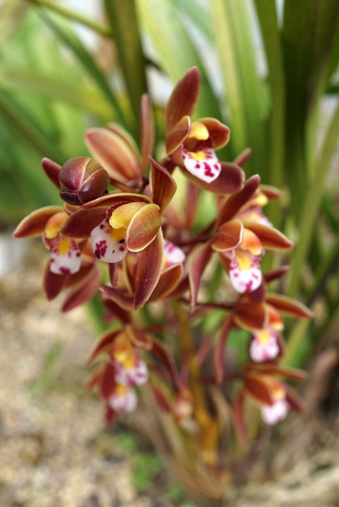 キンリョウヘン/Cymbidium floribundum