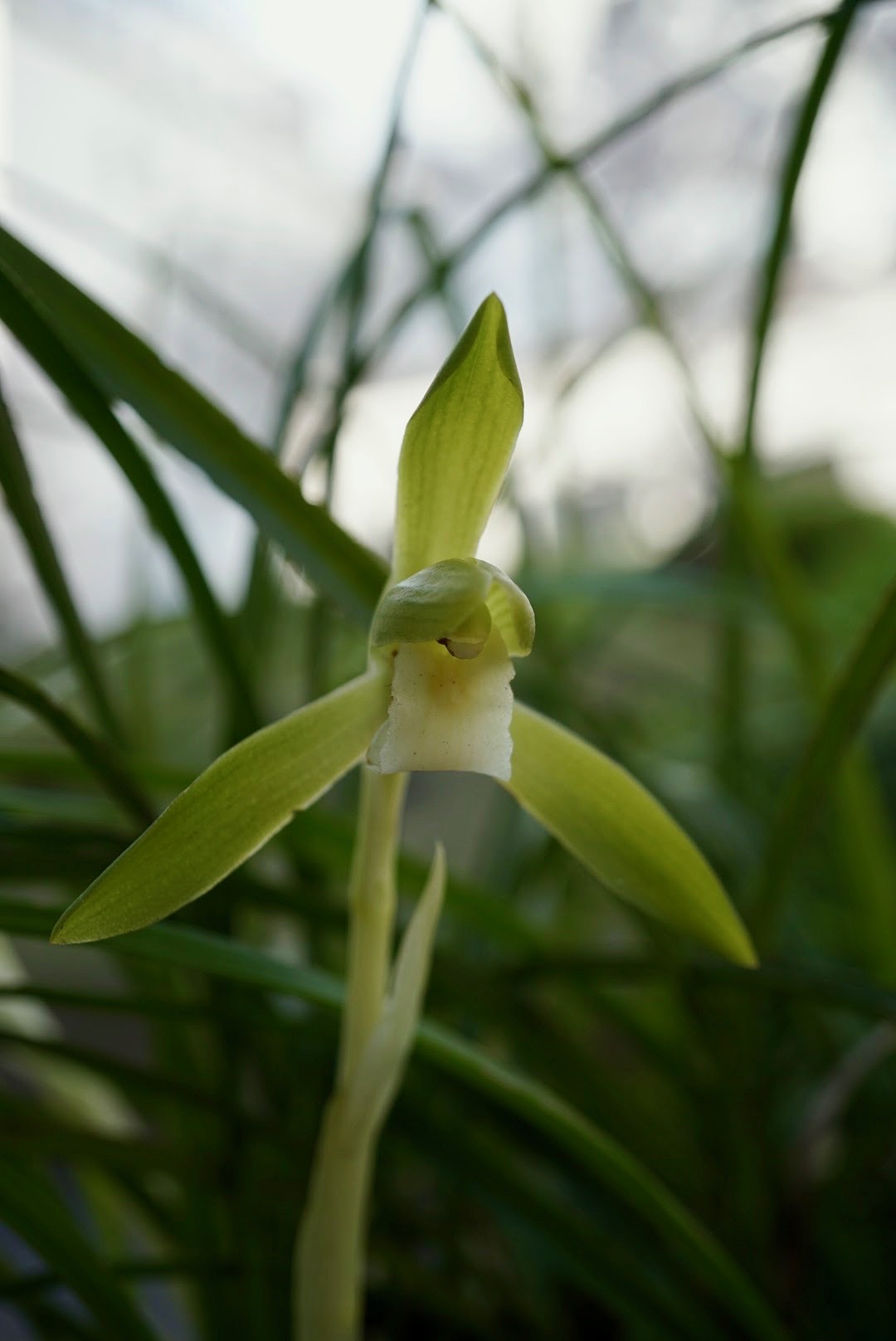 シュンラン/Cymbidium goeringii