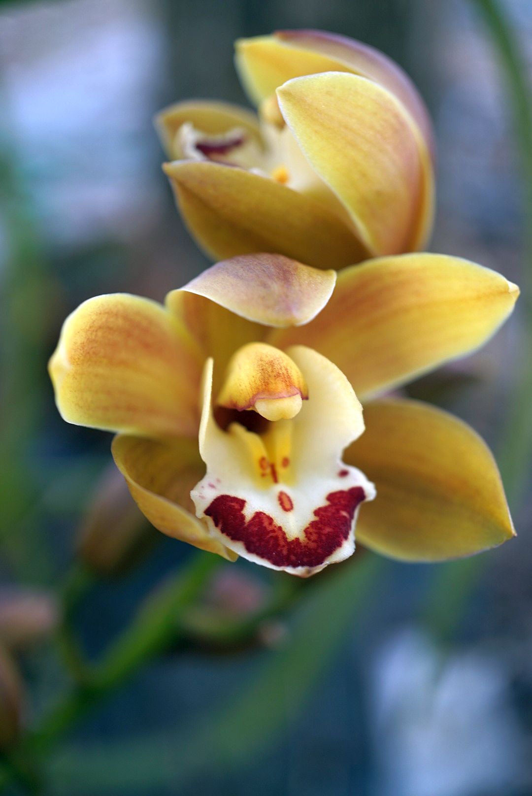 シンビジウムCymbidium cf. New Torino 'UFO Color'