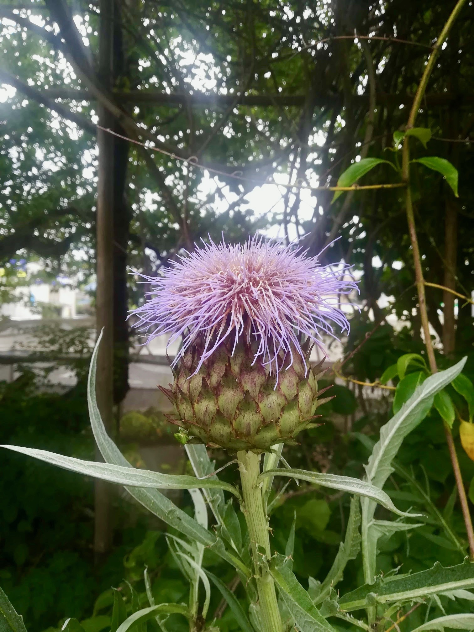 カルドン/Cynara cardunculus