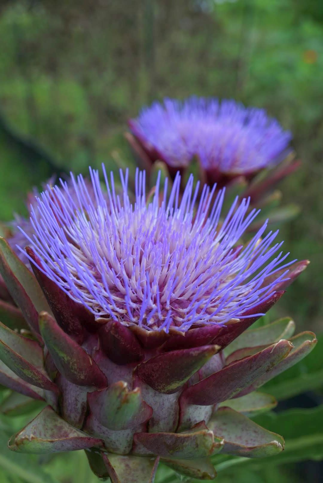 チョウセンアザミ/Cynara scolymus
