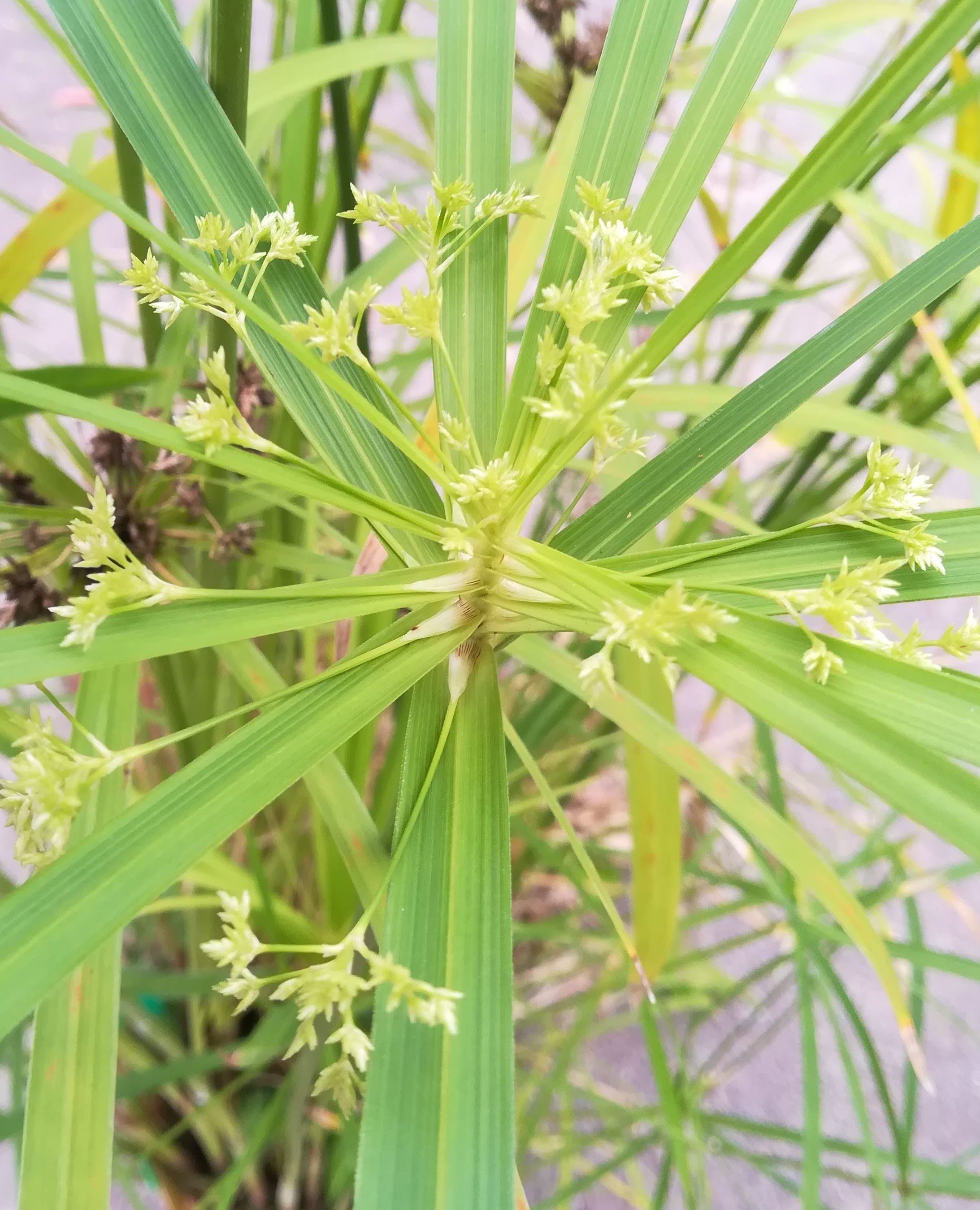 シュロガヤツリ/Cyperus alternifolius