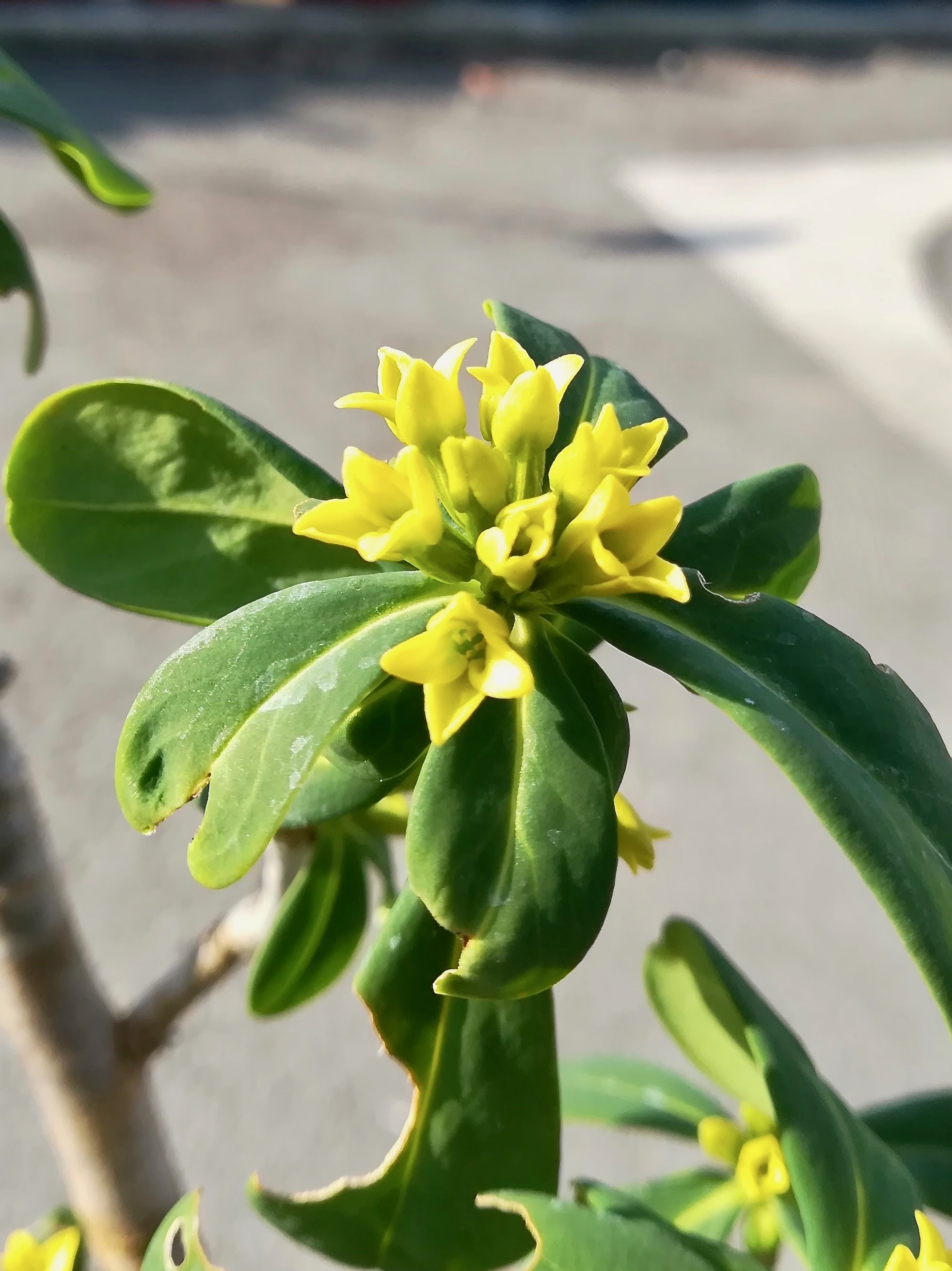 ナニワズ/Daphne jezoensis