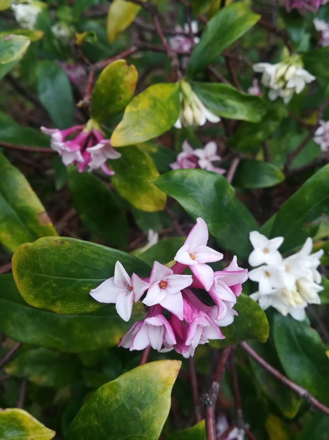 ジンチョウゲ/Daphne odora