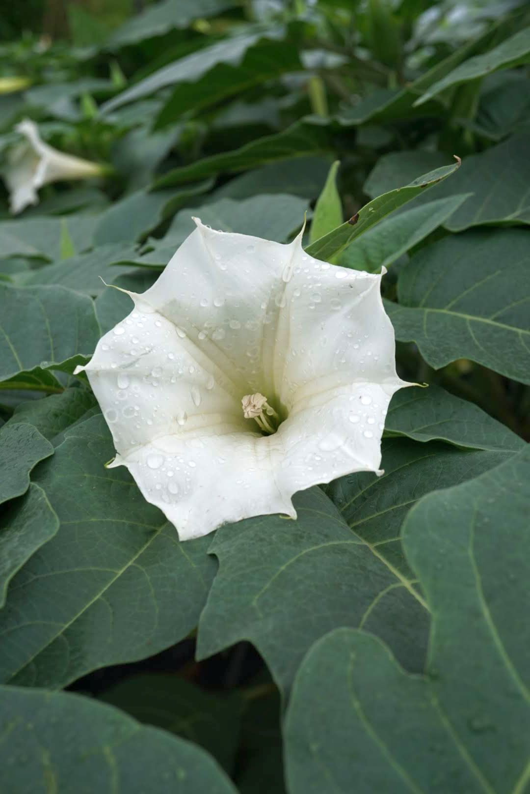 ケチョウセンアサガオ/Datura inoxia