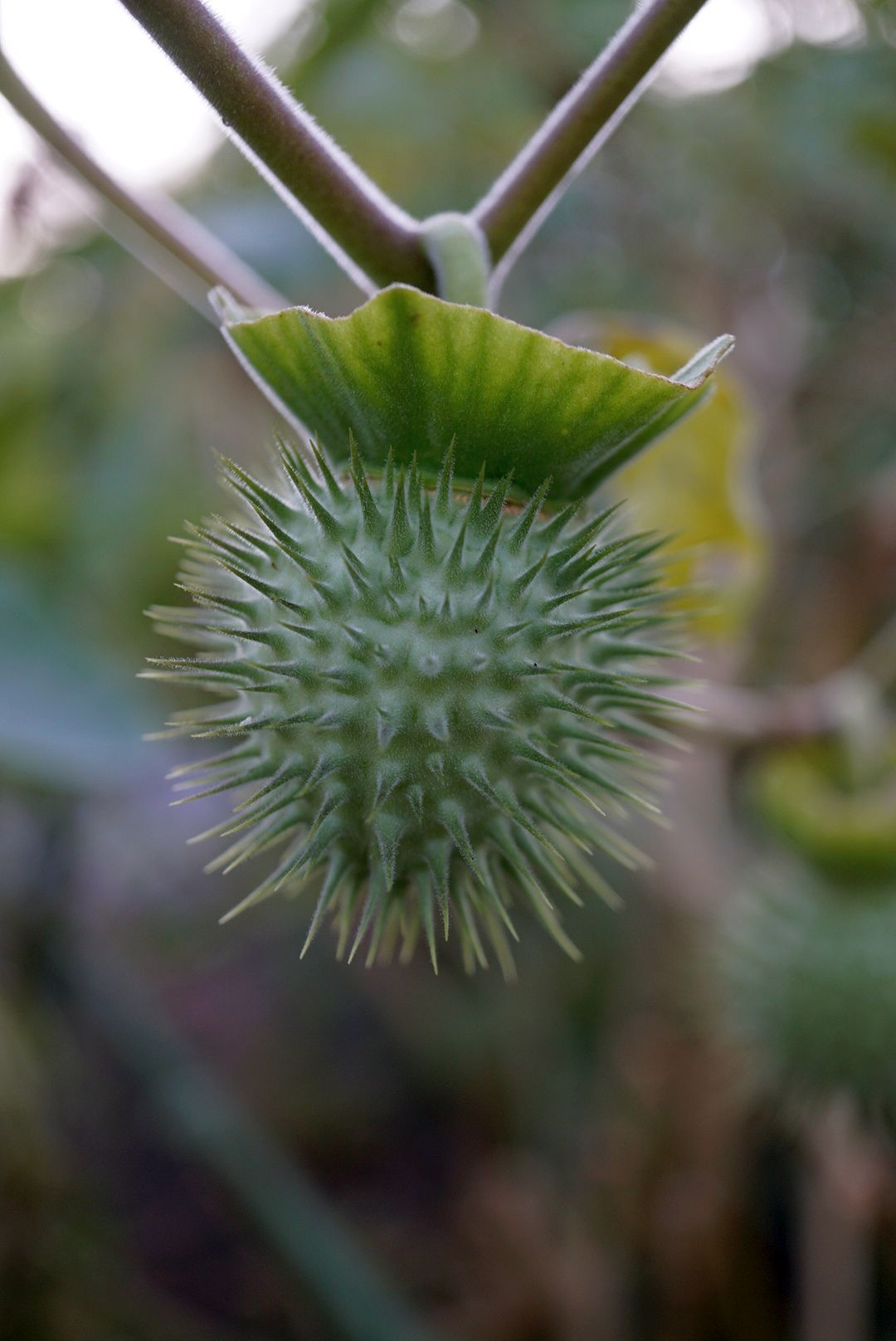 ケチョウセンアサガオ/Datura inoxia in fruit
