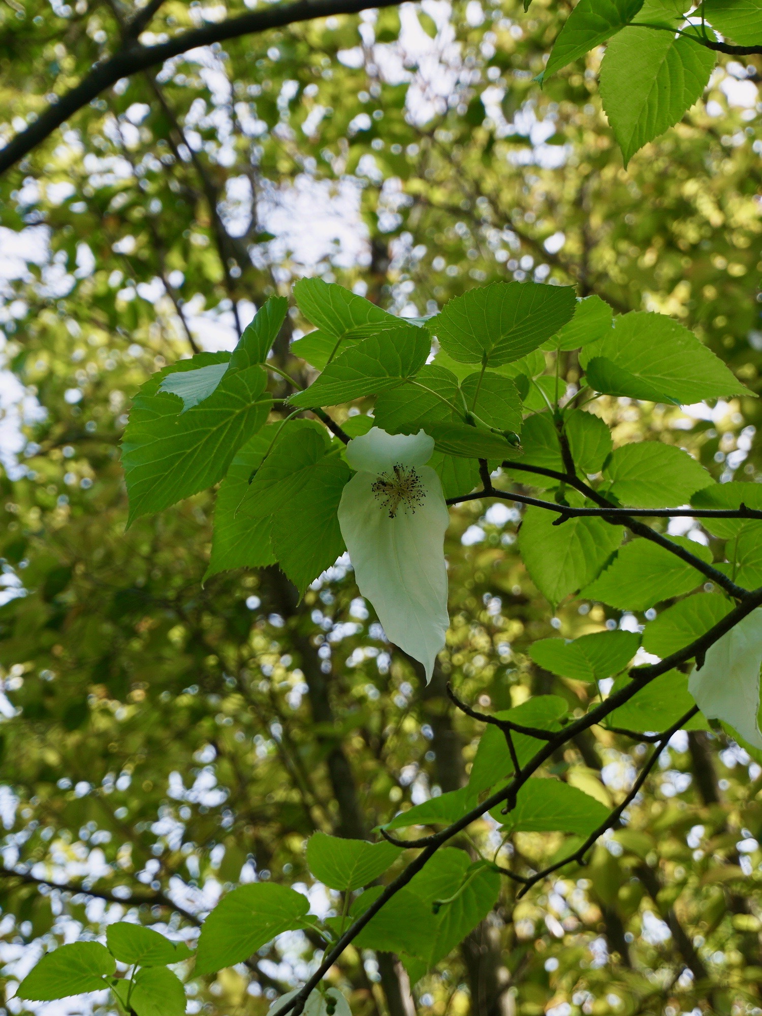 ハンカチノキ/Davidia involucrata