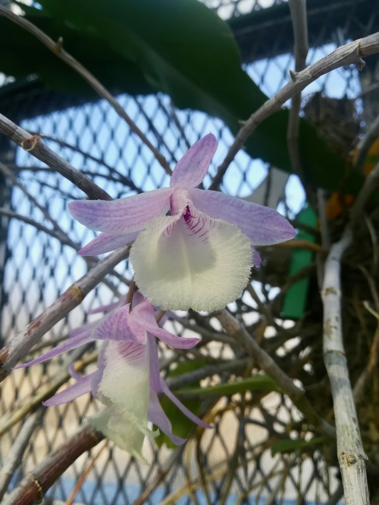 セッコク属の一種/Dendrobium aphyllum
