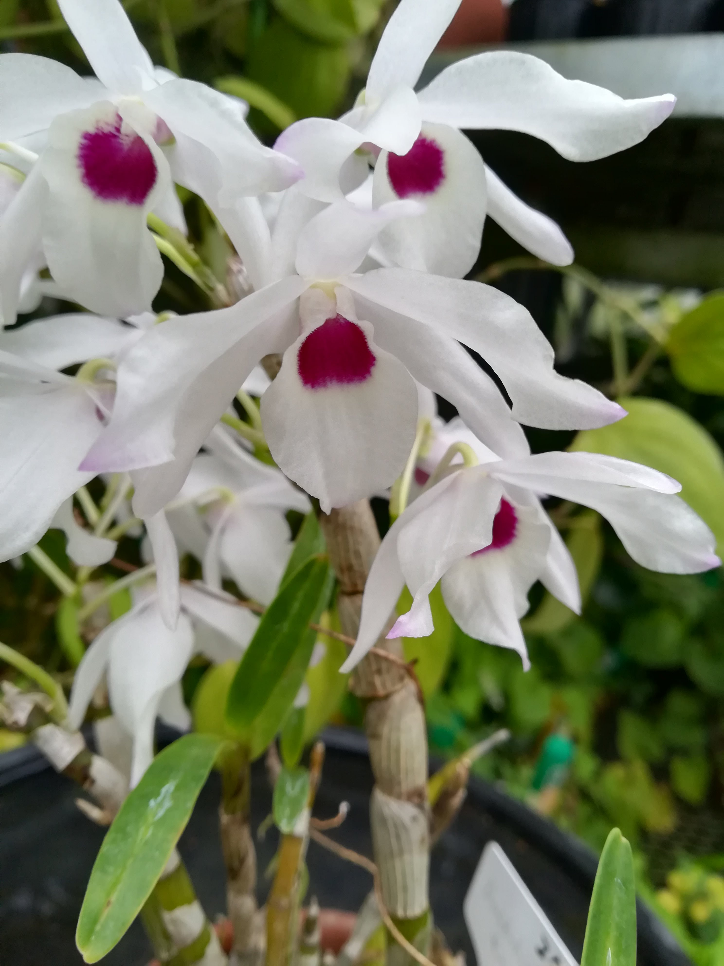 セッコク<石斛>の一種/Dendrobium cf. × cassiope