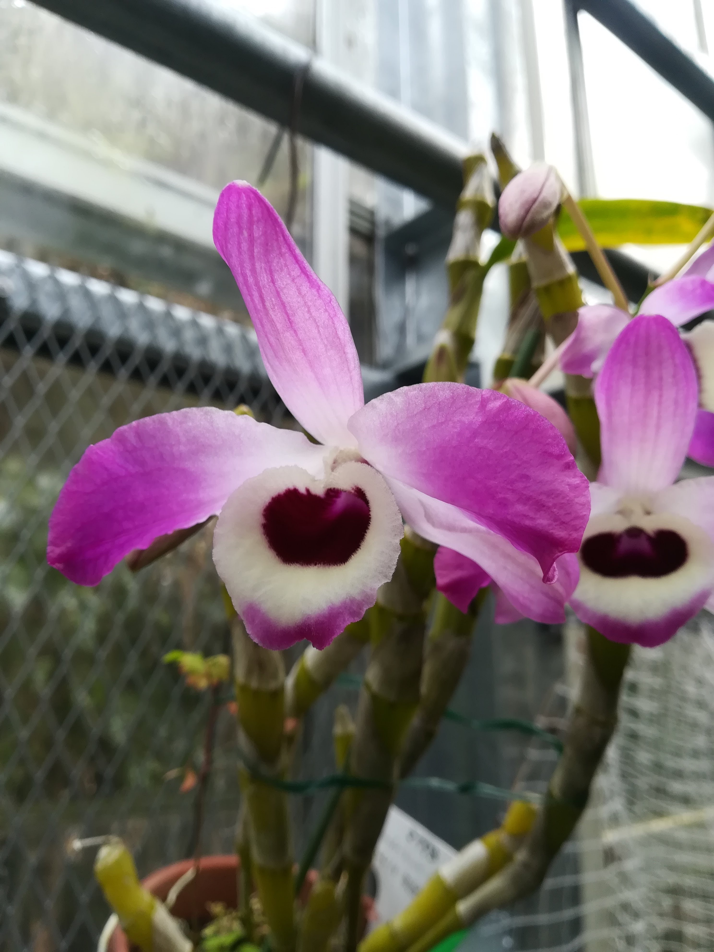 コウキセッコク/Dendrobium nobile