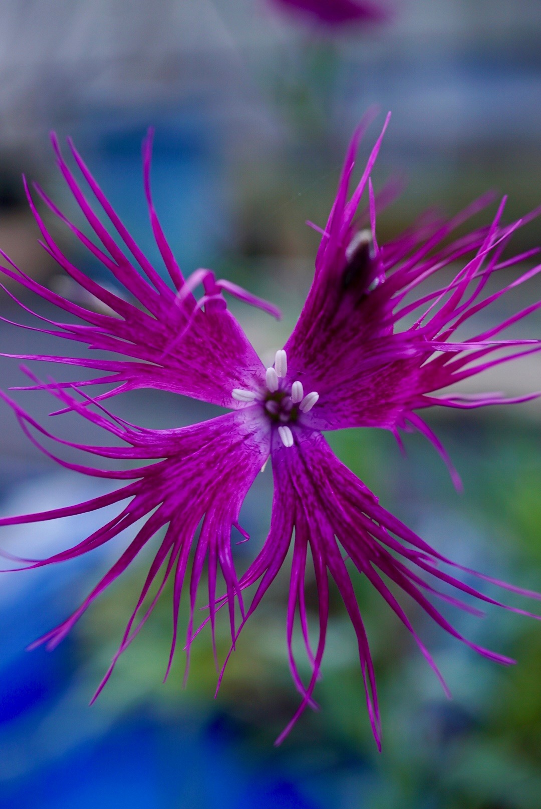 カワラナデシコ/Dianthus superbus longicalycinus
