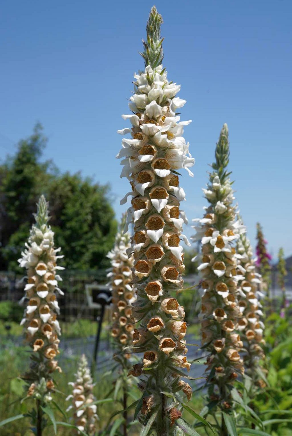 ケジギタリス/Digitalis lanata