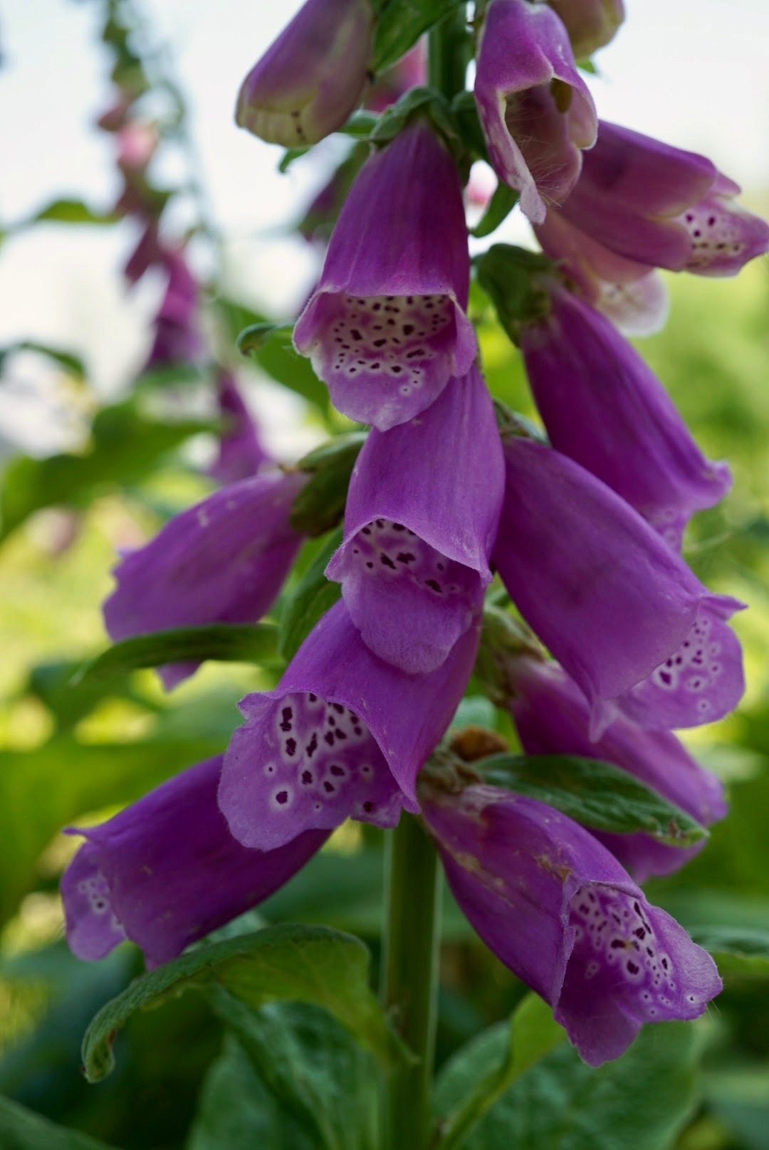 ジギタリス/Digitalis purpurea