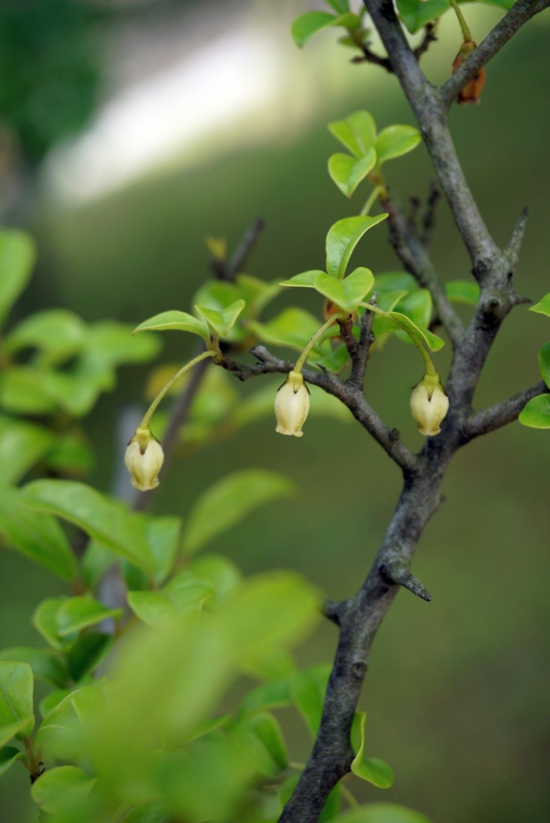 シセントキワガキ/Diospyros cathayensis
