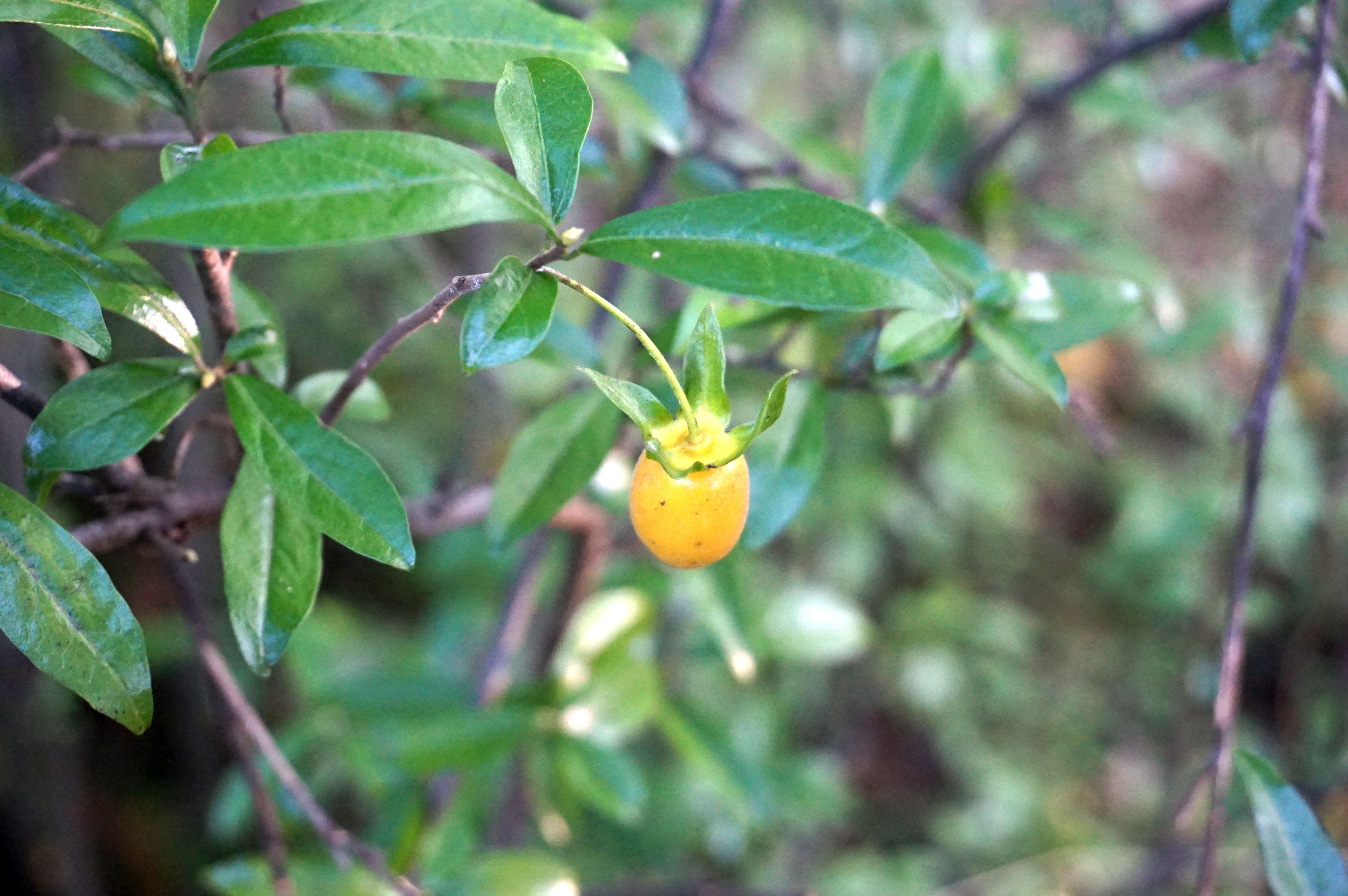 シセントキワガキ果実/Diospyros cathayensis fruits