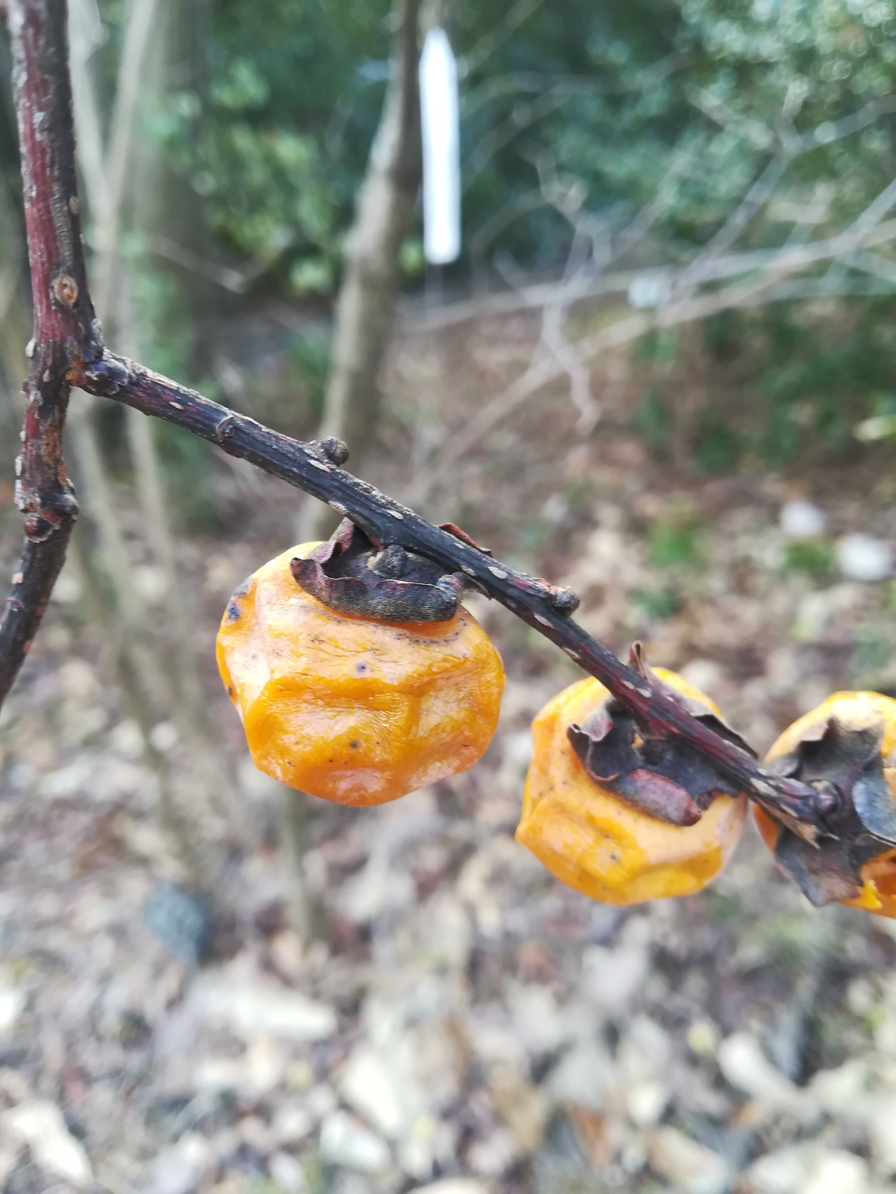 セッコウガキ/Diospyros glaucifolia